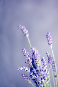 alfazema - detalhe das flores