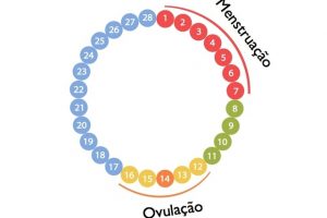 Calcule seu Período Fértil e Data da Ovulação