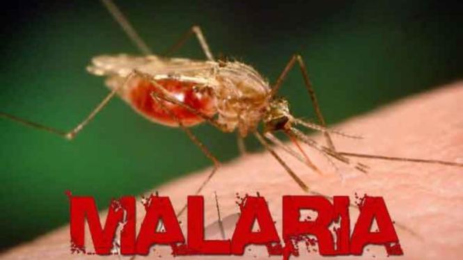 Reuquinol para malaria