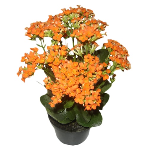 Imagem do produto Flor Kalanchoe P11 Holambelo Com 1 Unidade