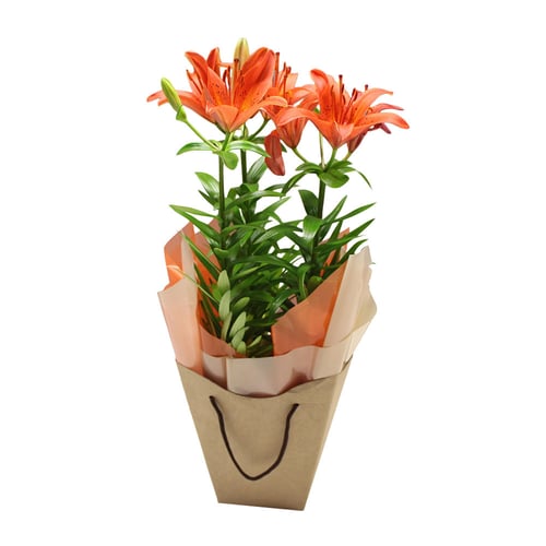 flor lírio especial p15 holambelo com 1 unidade