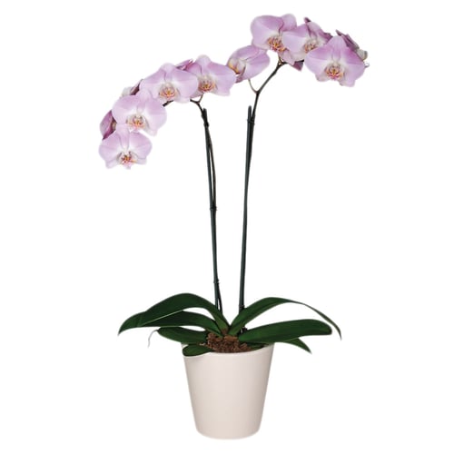 Flor Phalaenopsis P12 Holambelo Com 1 Unidade