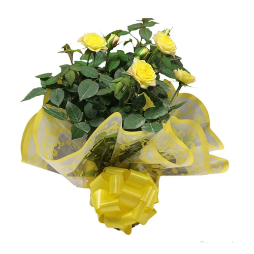 Imagem do produto Flor Roseira Mini P13 Holambelo Com 1 Unidade