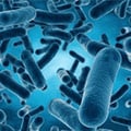 Imagem Complementar da Bula do candida support - 60 cápsulas - para equilibrar nível de levedura de cndida no corpo